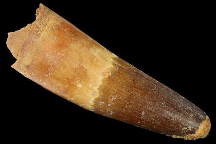 Spinosaurus Tooth - Partial Root #169717